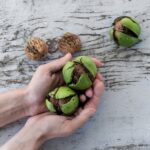 Split coconuts in hands